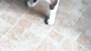 Peanut Gets a Bird 2