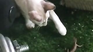 Lizard Bites Kitten