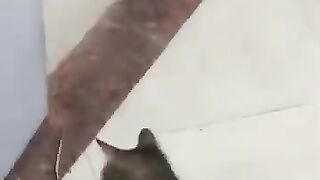 Cat Goes Berserk
