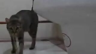 Look What the Cat Dragged In 2