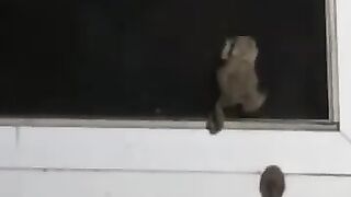 The Toad That Got Away 2