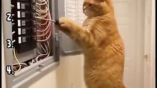 Ranking the Best AI Animals Ever Made