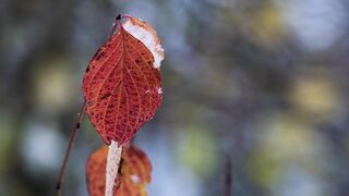 Snow boot - id | Trending HD Video 61