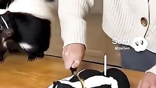 0040_KOT (❝ᴗ❝)