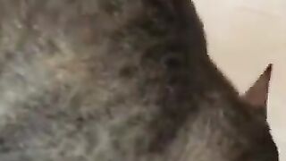 Cat Plays with Mouse 4