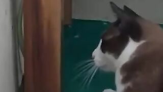 Cat Battles Snake