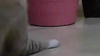 Cat Decapitates Mouse