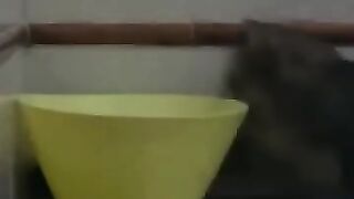 Cat Tries to Flush Out Mouse