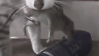 Cat Slaps Rat Around
