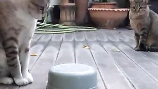 What’s Under the Bowl