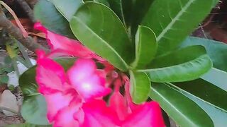 මලක් උනත් ලස්සනට හැදෙනවා වතුර ටික ආලොකය හෛයට වැටුනනම් ????