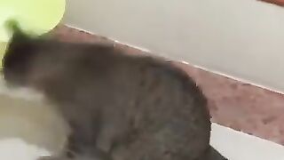 Cat Tosses Snake Around