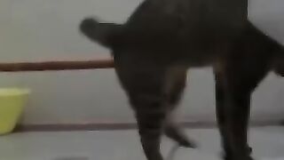 Cat Hops Around with Snake