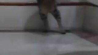 Cat Attacks Snake