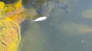 Terlalu Lambat ????#thefishwhisperer #fishing #largemouthbass #bassfishing #nature