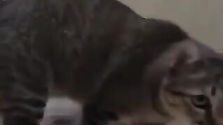 Cat Shows Off Her Snake