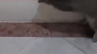 Cat Overpowers Serpent