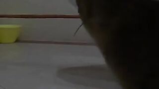 Mouse Escapes from Cat