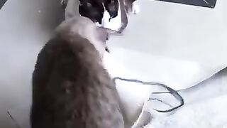 Cat Plays with Snake 3