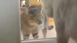 Why Can't We All Just Get Along