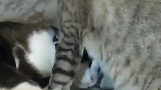 Cat Gets Deluxe Spa Treatment