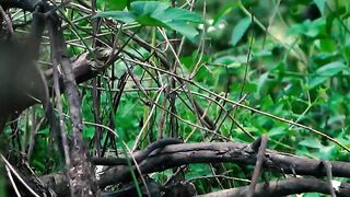 "Hungry babies won’t give her a break!" ???????? "Look how they chase their mom for food!"