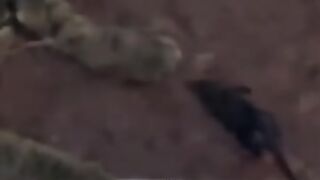 Mouse Having a Bad Day