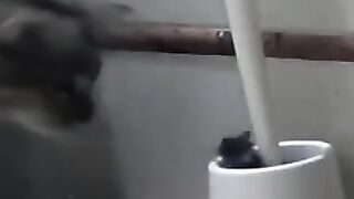 Real Life Tom and Jerry 2