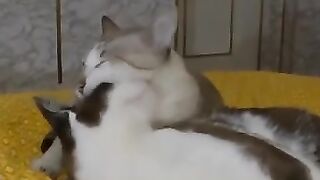 If You Can’t Lick ‘em, Kick ‘em