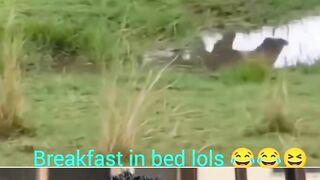 Kasongo have delivered the meal to crocodile