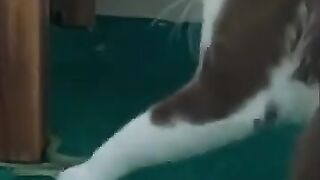 Snake Attacks Cat