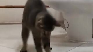 Cat Pounces on Lizard 2