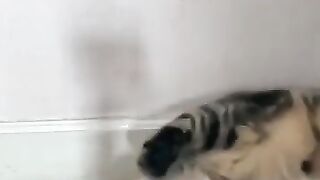 Cat Loves Her Snake