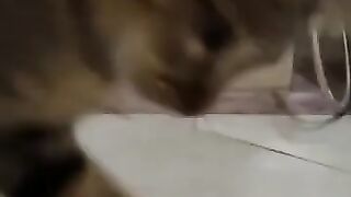 Cat Loves Lizards