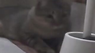 Mouse Tries to Hide from Cat