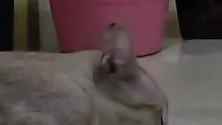 Cat Eats Mouse 2