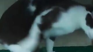 Cat vs Snake 18