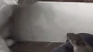 Cat Attacks Rat in Slow Motion