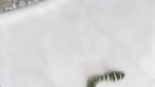 Cat vs Serpent Cage Match