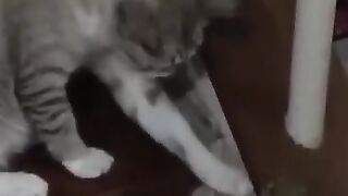 Cat Plays with Squeaky Frog 3