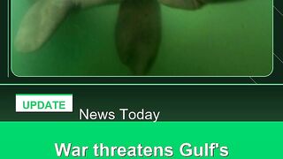 War-threatens-Gulf's-dugongs,-turtles-and-birds