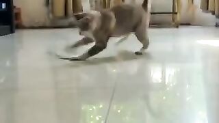 Cat the Master Snake Handler