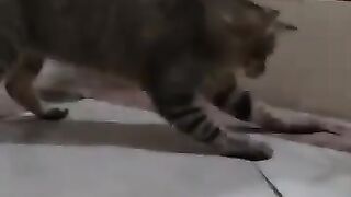 Cat Goes Postal on Lizard