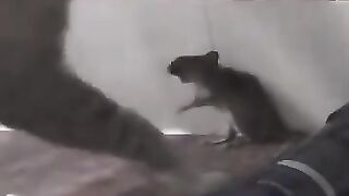 Cat Roughs Up Rat