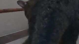 Rat Plays Dead 2