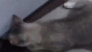 Cat Captures Mouse 5