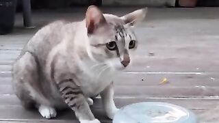 What’s Under the Bowl 2