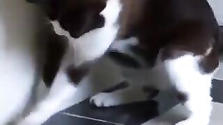 Look What the Cat Dragged In 3