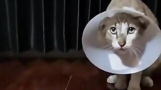 The Saddest Cat in the World