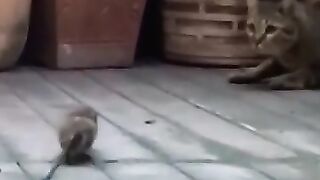 Diseased Rat Startles Cat